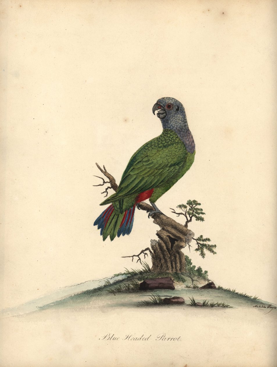 Sinipäinen papukaija, Pionus menstruus. (Psittacus menstruus) Käsinvärinen kuparikaiverrus Matilda Hayesin kuvituksesta William Hayesin Harvinaisten ja uteliaiden lintujen muotokuvista Osterly Parkin eläintarhasta. tekijältä William Hayes