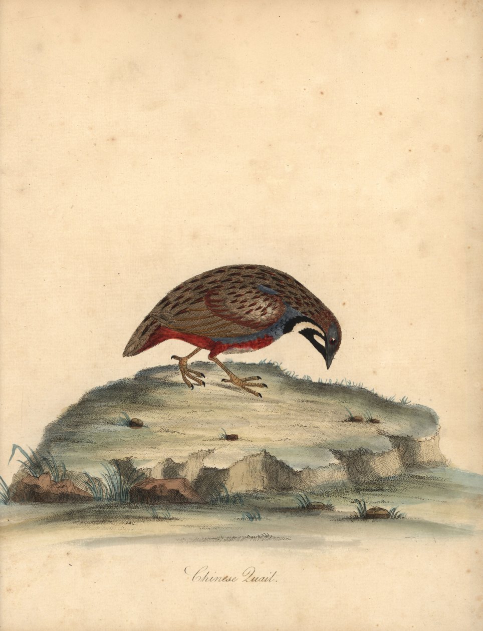 Sinirintaviiriäinen, Coturnix chinensis. (Kiinalainen viiriäinen, Tetrao chinensis) Käsinvärinen kuparikaiverrus William Hayesin kuvituksesta Harvinaisten ja uteliaiden lintujen muotokuvista Osterly Parkin eläintarhasta, Lontoo: Bulmer tekijältä William Hayes