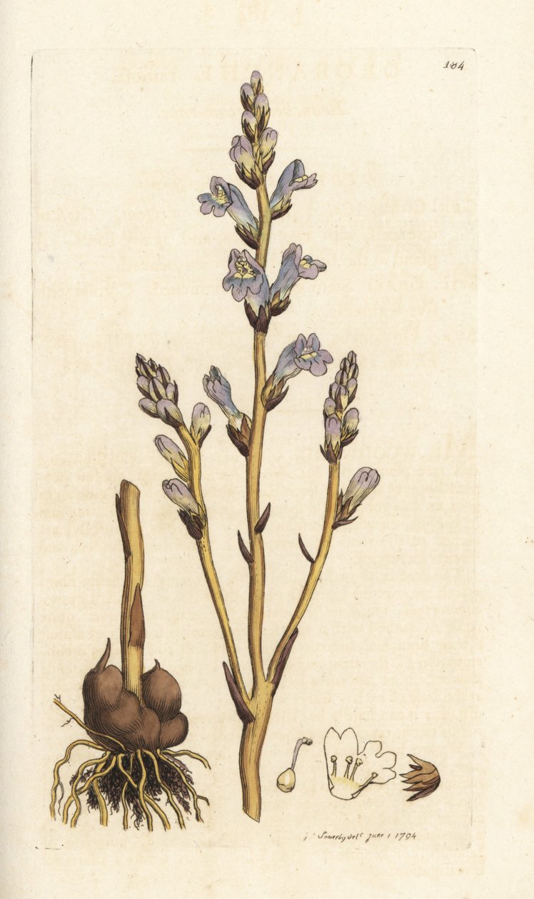Haaroittunut broomrapse, Orobanche ramosa. Käsinvärinen kuparikaiverrus James Sowerbyltä James Smith
