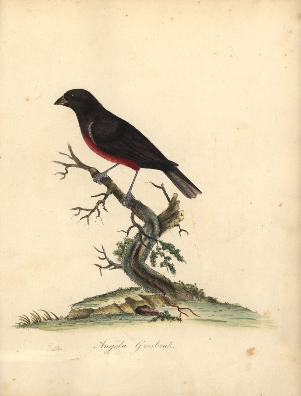 Kastanjavatsapeippo, Oryzoborus angolensis. (Angola grosbeak, Loxia angolensis) Käsinvärinen kuparikaiverrus William Hayesin kuvituksesta Harvinaisten ja uteliaiden lintujen muotokuvista Osterly Parkin eläintarhasta, Lontoo: Bulmer tekijältä William Hayes