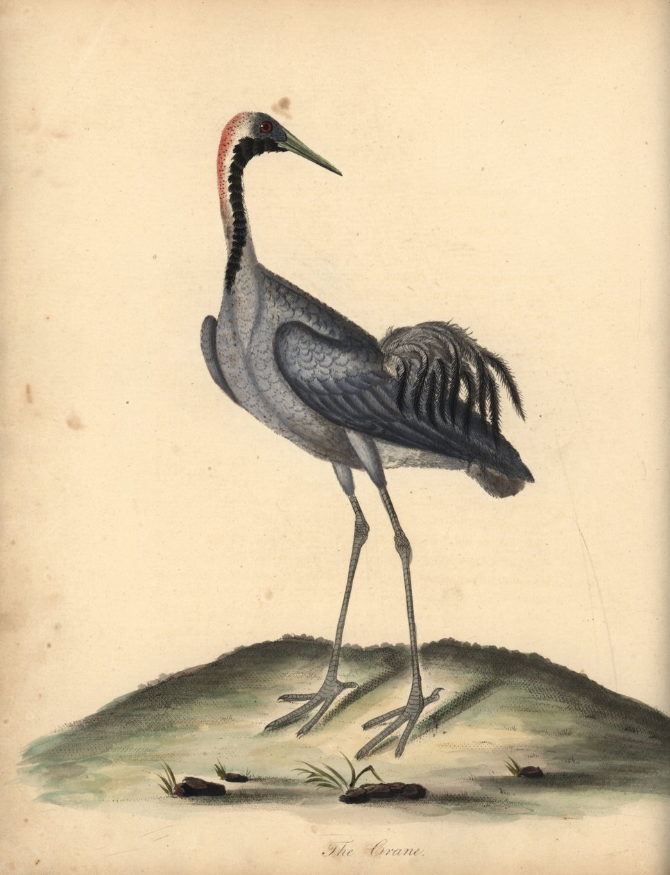 Tavallinen nosturi, Grus grus. (Ardea grus) Käsinvärinen kuparikaiverrus William Hayesin kuvituksesta Harvinaisten ja uteliaiden lintujen muotokuvista Osterly Parkin eläintarhasta. tekijältä William Hayes