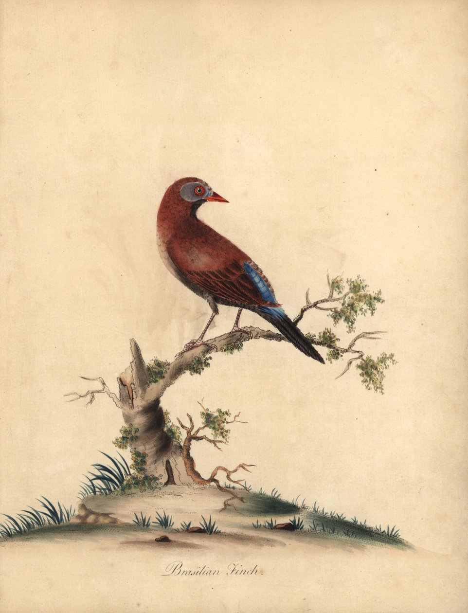 Lestikali, Uraeginthus granatinus, kotoisin Afrikasta. (Brasilian peippo, Fringilla granatina) Käsinvärinen kuparikaiverrus William Hayesin kuvituksesta Harvinaisten ja uteliaiden lintujen muotokuvista Osterly Parkin eläintarhasta, Lontoo: Bu tekijältä William Hayes