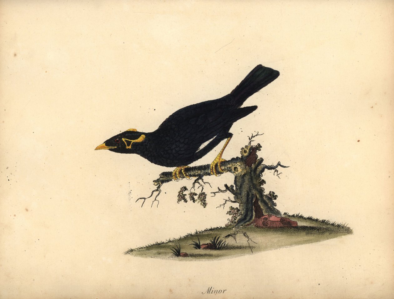 Myna-kukkula, Gracula religiosa. (Minor grakle) Käsinvärinen kuparikaiverrus William Hayesin kuvituksesta Harvinaisten ja uteliaiden lintujen muotokuvista Osterly Parkin eläintarhasta (Lontoo: Bulmer) tekijältä William Hayes