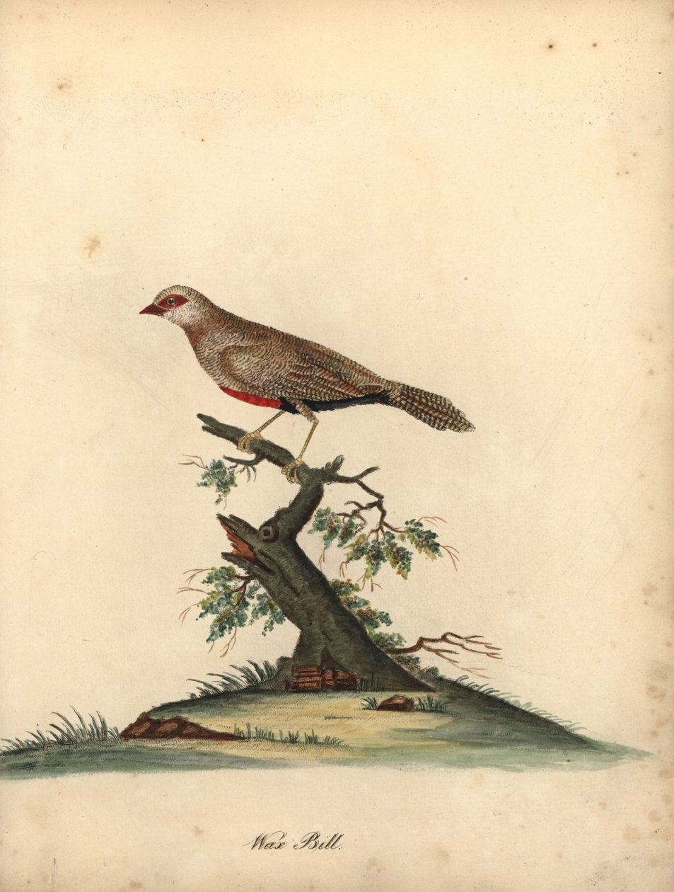 Tavallinen vahanokka, Estrilda astrilld. (Loxia astreld) Käsinvärinen kuparikaiverrus William Hayesin kuvituksesta Harvinaisten ja uteliaiden lintujen muotokuvista Osterly Parkin eläintarhasta. tekijältä William Hayes