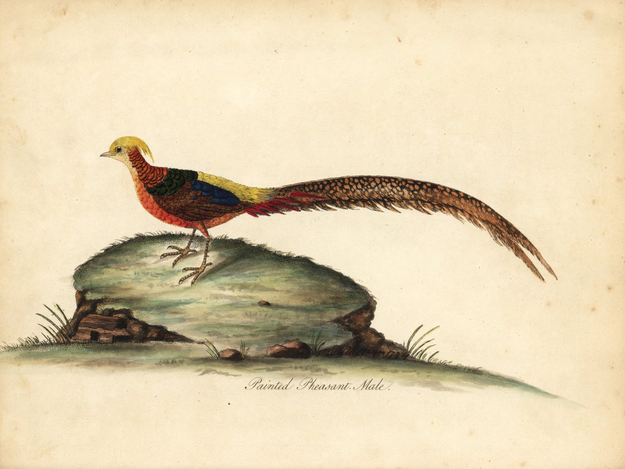 Kultainen tai kiinalainen fasaani, Chrysolophus pictus, uros. (Maalattu fasaani, Phasianus pictus) Käsinvärinen kuparikaiverrus William Hayesin kuvituksesta Harvinaisten ja uteliaiden lintujen muotokuvista Osterly Parkin eläintarhasta, Lontoo: Bulmer tekijältä William Hayes