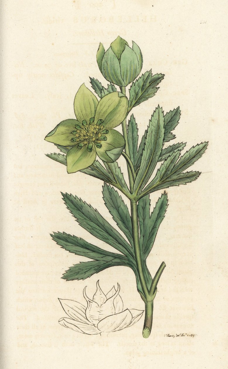 Vihreä hellebore, Helleborus viridis. Käsinvärinen kuparikaiverrus James Sowerbyltä James Smith