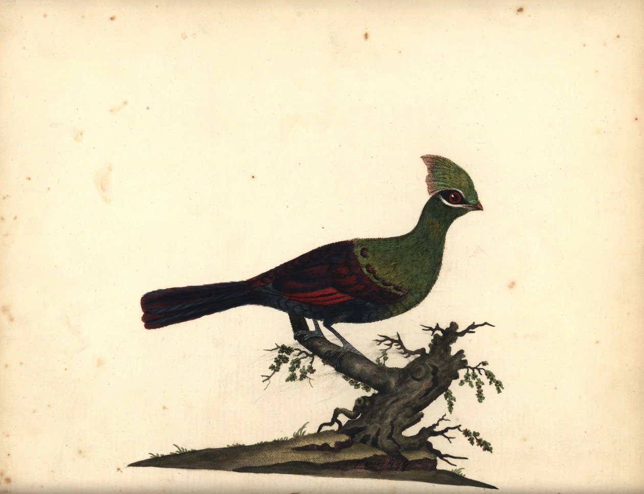 Guinea tai vihreä turaco, Tauraco persa. (Touraco, Cuculus persa) Käsinvärinen kuparikaiverrus William Hayesin kuvituksesta Harvinaisten ja uteliaiden lintujen muotokuvista Osterly Parkin eläintarhasta, Lontoo: Bulmer tekijältä William Hayes