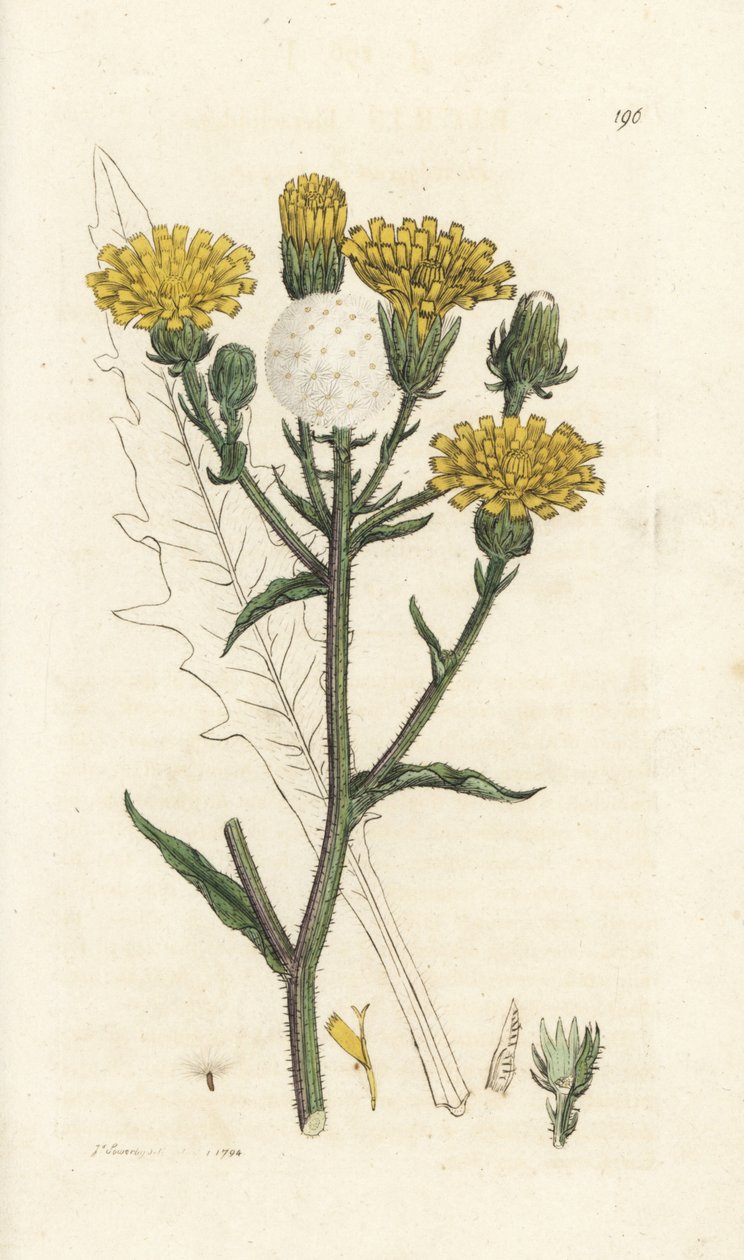 Hawkweed härän kieli, Picris hieracioides. Käsinvärinen kuparikaiverrus James Sowerbyltä James Smith