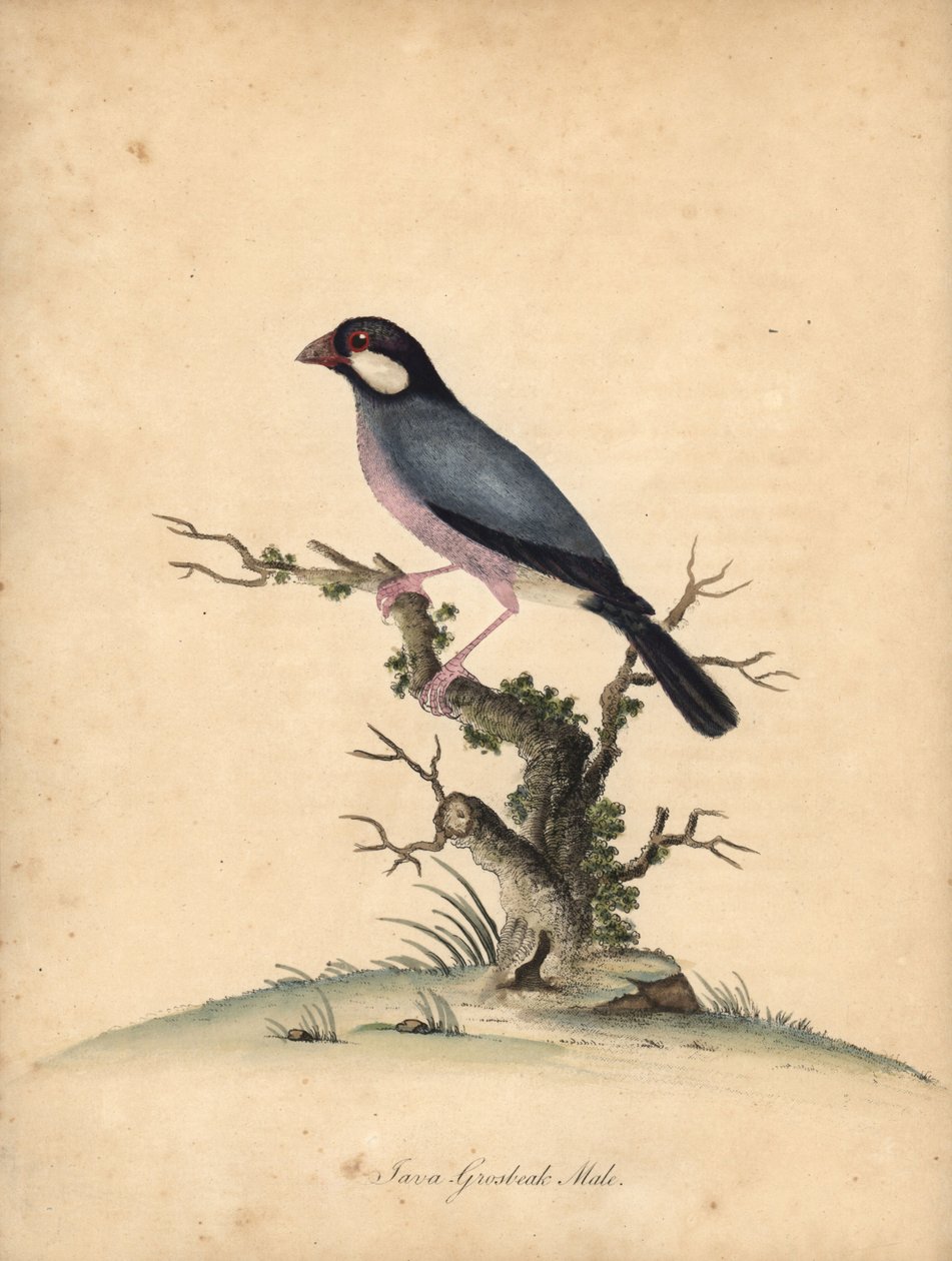 Java-varpunen, Loncura oryzivora. Haavoittuvainen. (Java grosbeak, Loxea oryxivora) Käsinvärinen kuparikaiverrus William Hayesin kuvituksesta Harvinaisten ja uteliaiden lintujen muotokuvista Osterly Parkin eläintarhasta, Lontoo: Bulmer tekijältä William Hayes