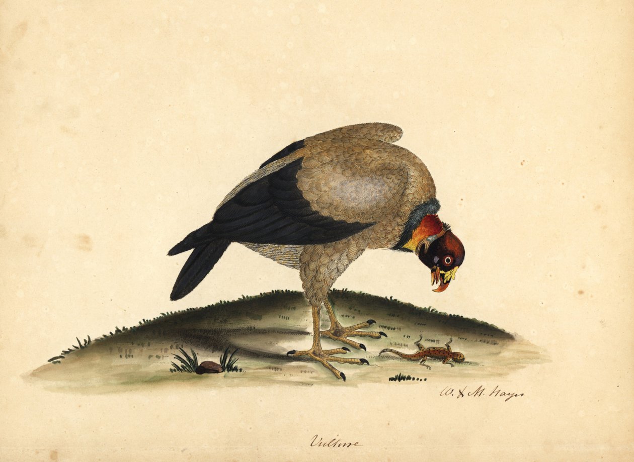 Kuningaskorppikotka, Sarcoramphus papa (Vultur papa). Käsinvärinen kuparikaiverrus William Hayesin ja hänen tyttärensä M:n (Matilda) kuvituksesta Harvinaisten ja uteliaiden lintujen muotokuvista Osterly Parkin eläintarhasta. tekijältä William Hayes