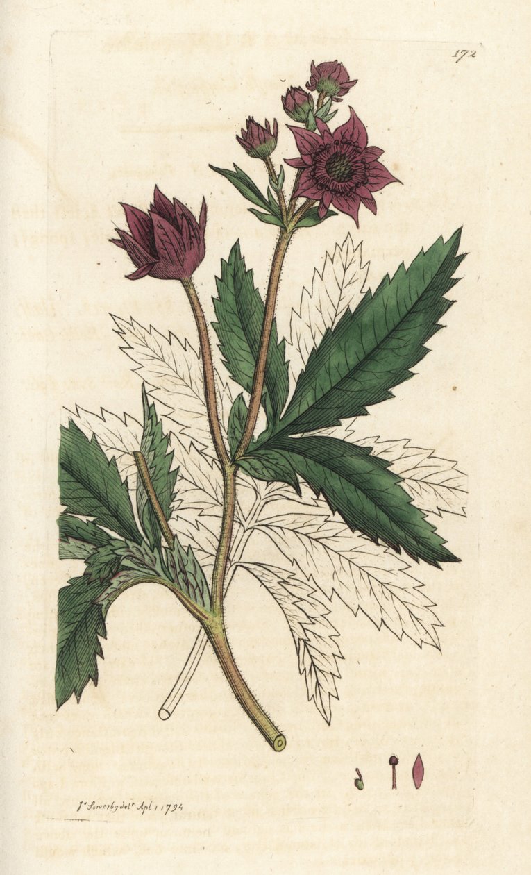 Marsh cinquefoil, Comarum marsh. Käsinvärinen kuparikaiverrus James Sowerbyltä James Smith