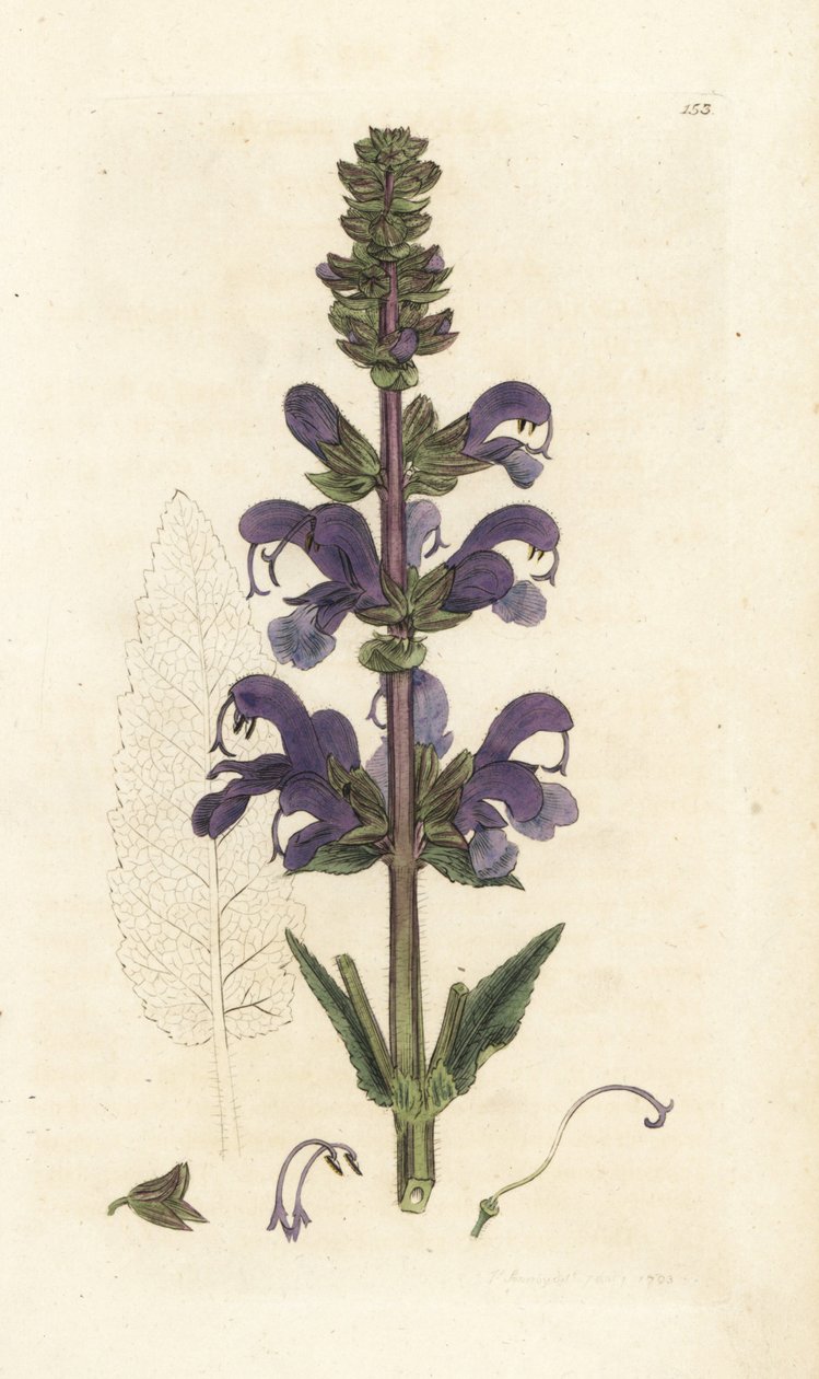 Niittysarve, Salvia pratensis. Käsinvärinen kuparikaiverrus James Sowerbyltä James Smith