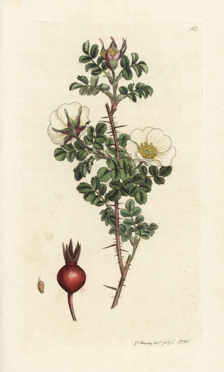 Pink burnet, Rosa spinosissima. Käsinvärinen kuparikaiverrus James Sowerbyltä James Smith