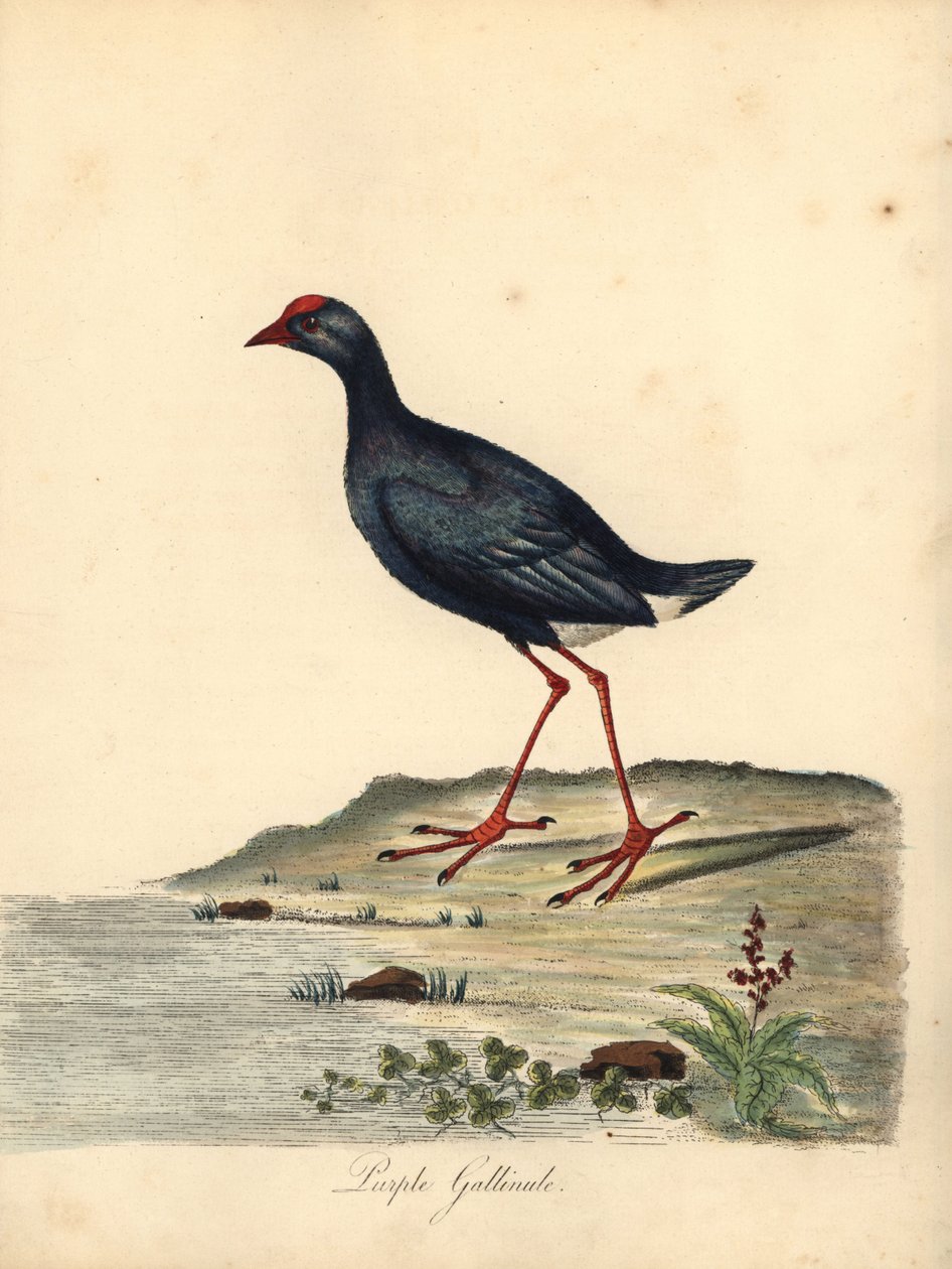 Purppura suo, Porphyrio porphyrio. (Purppura gallinule, Fulica porphyrio) Käsinvärinen kuparikaiverrus William Hayesin kuvituksesta Harvinaisten ja uteliaiden lintujen muotokuvista Osterly Parkin eläintarhasta (Lontoo: Bulmer) tekijältä William Hayes