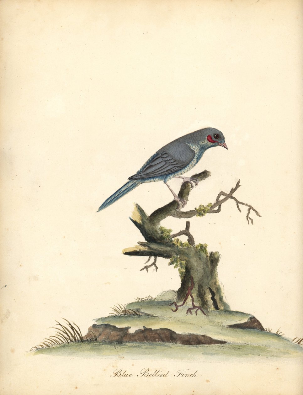 Red-cheeked cordonbleu, Uraeginthus bengalus. (Sinivatsapeippo, Fringilla benghalus.) Käsinvärinen kuparikaiverrus William Hayesin kuvituksesta Harvinaisten ja uteliaiden lintujen muotokuvista Osterly Parkin eläintarhasta (Lontoo: Bulmer) tekijältä William Hayes
