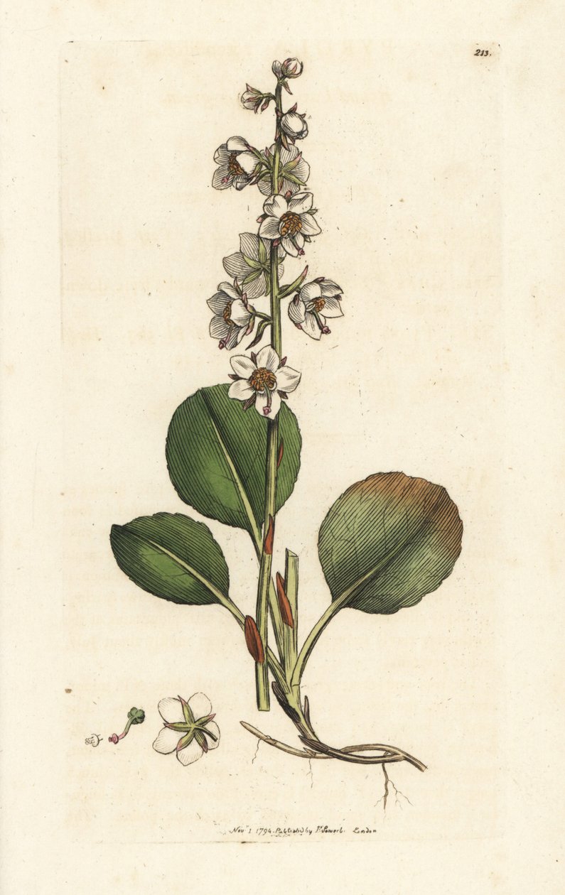 Pyöreälehtinen talvivihreä, Pyrola rotundifolia. Käsinvärinen kuparikaiverrus James Sowerbyltä James Smith