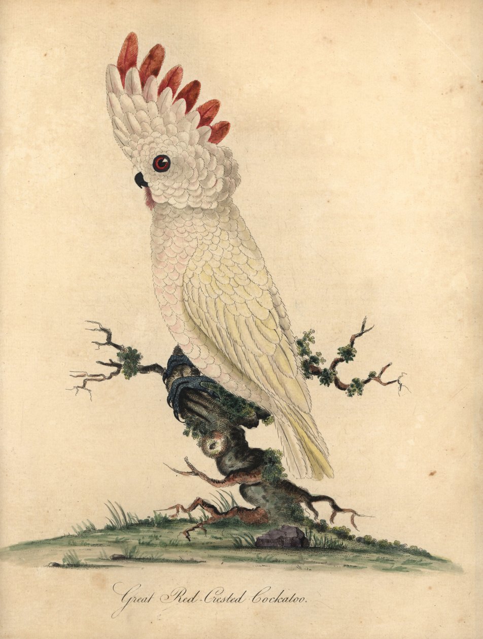 Lohiharja- tai Moluccan kakadu, Cacatua moluccensis. (Iso punaharjakakadu) Haavoittuva. Käsinvärinen kuparikaiverrus William Hayesin kuvituksesta Harvinaisten ja uteliaiden lintujen muotokuvista Osterly Parkin eläintarhasta (Lontoo: Bu) tekijältä William Hayes