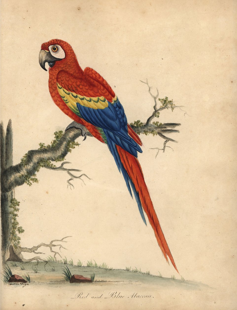 Scarlet ara, Ara macao. (Punainen ja sininen makka, Psittacus macao) Käsinvärinen kuparikaiverrus William Hayesin ja hänen tyttärensä Matildan kuvituksesta William Hayesin Harvinaisten ja uteliaiden lintujen muotokuvista Osterly Parkin eläintarhasta (Londo tekijältä William Hayes