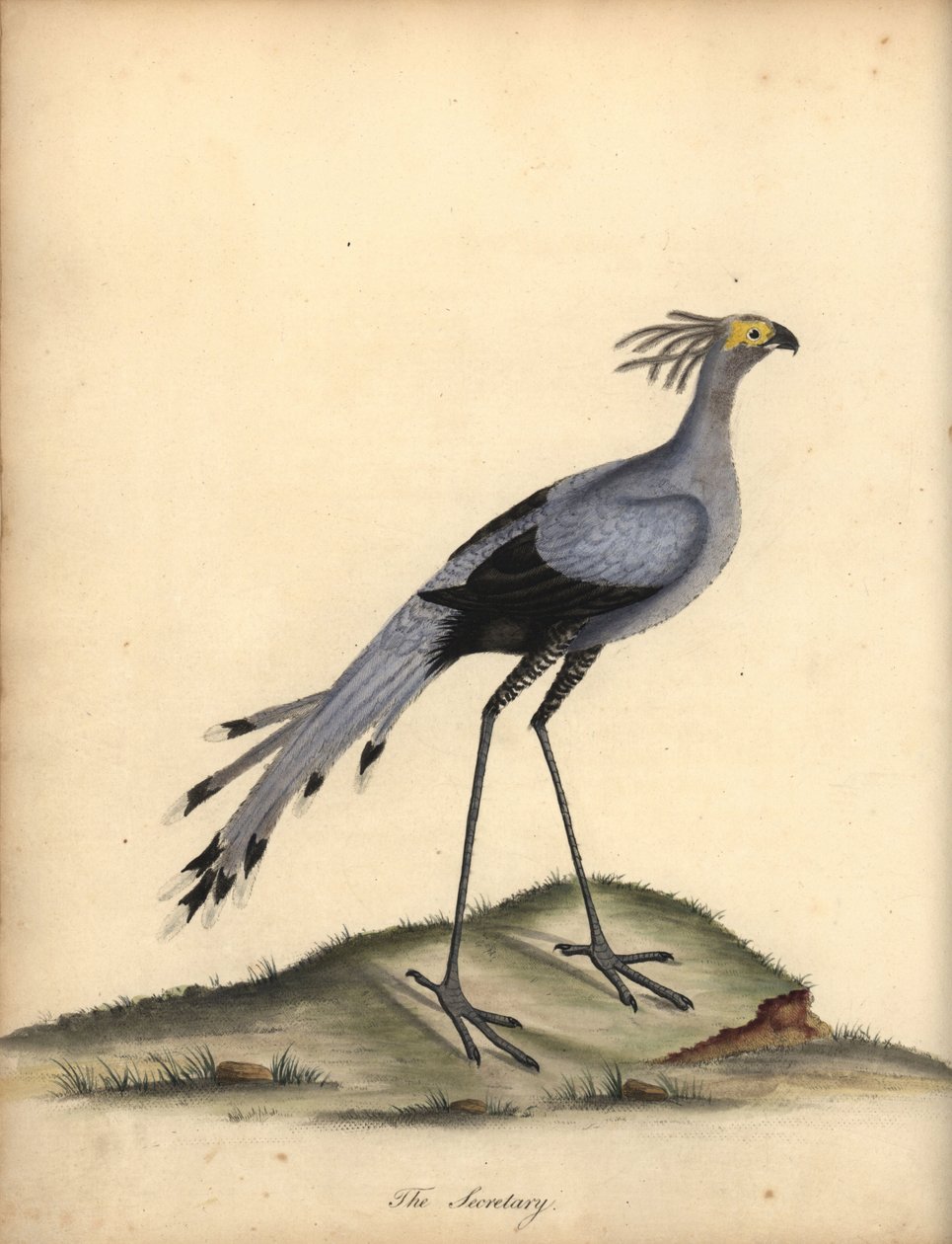 Secretarybird, Sagittarius serpentarius. Haavoittuvainen. (Falco serpentarius) Käsinvärinen kuparikaiverrus William Hayesin kuvituksesta Harvinaisten ja uteliaiden lintujen muotokuvista Osterly Parkin eläintarhasta. tekijältä William Hayes