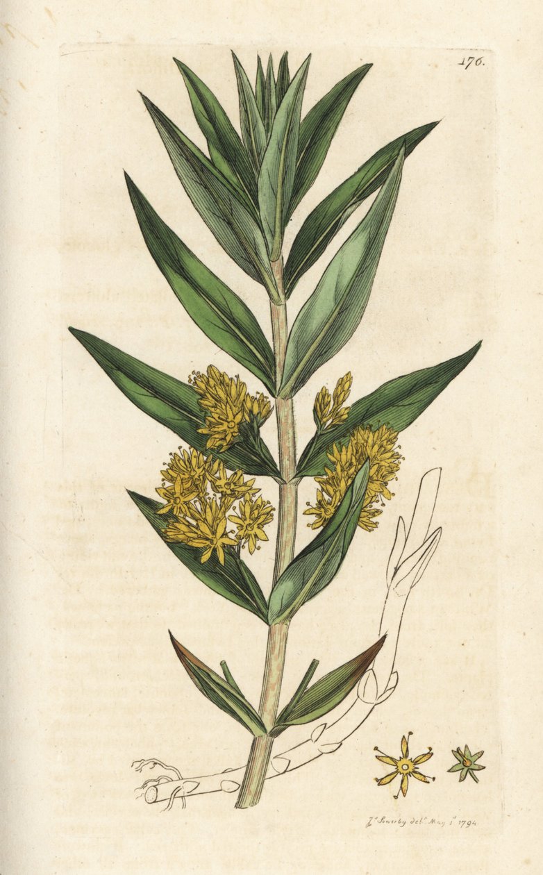 Tuftainen löysälaji, Lysimachia thyrsiflora. Käsinvärinen kuparikaiverrus James Sowerbyltä James Smith