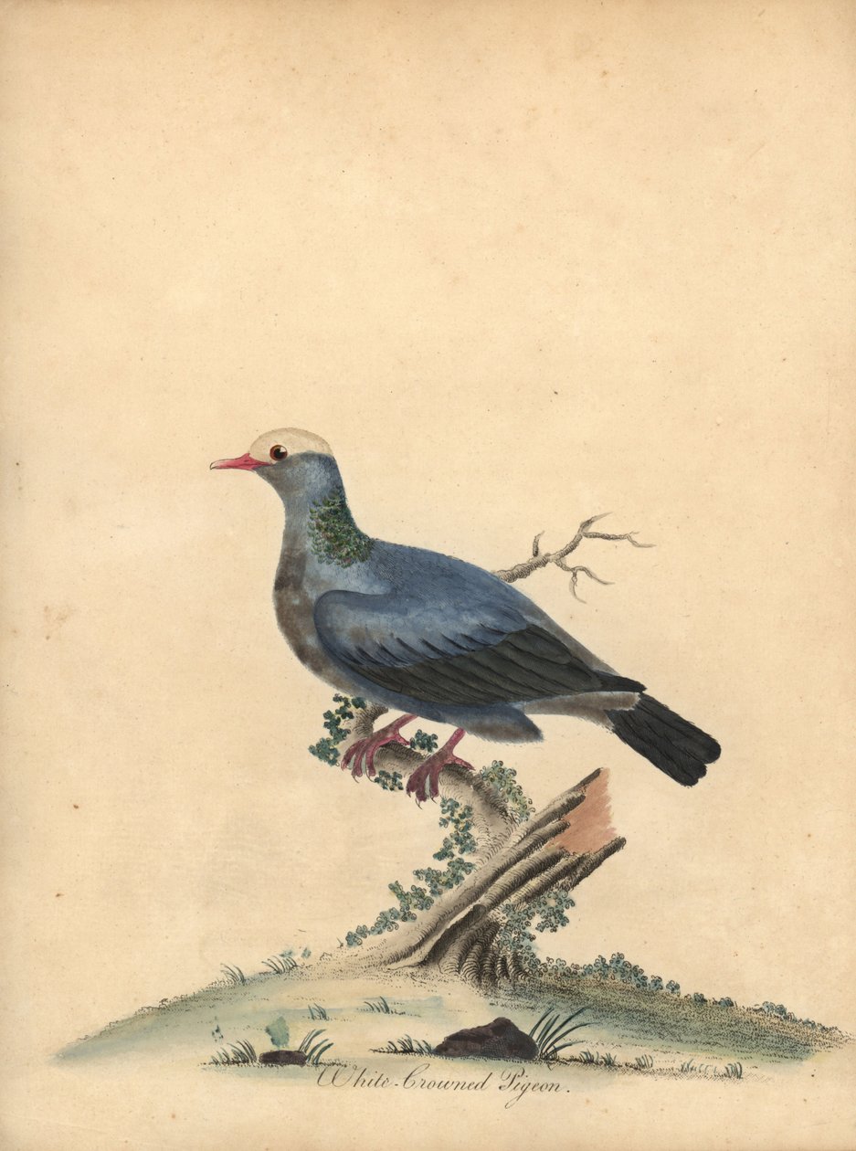 Valkokruunuinen kyyhkynen, Patagioenas leucocephala. Lähes uhattu. (Columba leucocephala) Käsinvärinen kuparikaiverrus William Hayesin kuvituksesta Harvinaisten ja uteliaiden lintujen muotokuvista Osterly Parkin eläintarhasta. tekijältä William Hayes