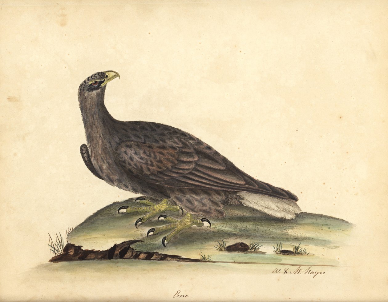 Merikotka, Haliaeetus albicilla (Erne, Aquila albicilla). Käsinvärinen kuparikaiverrus William Hayesin ja hänen tyttärensä M:n (Matilda) kuvituksesta Harvinaisten ja uteliaiden lintujen muotokuvista Osterly Parkin eläintarhasta, Lontoosta: B tekijältä William Hayes