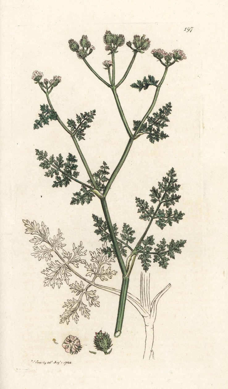 Valkoinen pitsikukka, Orlaya grandiflora (Small caucalis tai basard persilja, Caucalis daucoides). Käsinvärinen kuparikaiverrus James Sowerbyltä James Smith