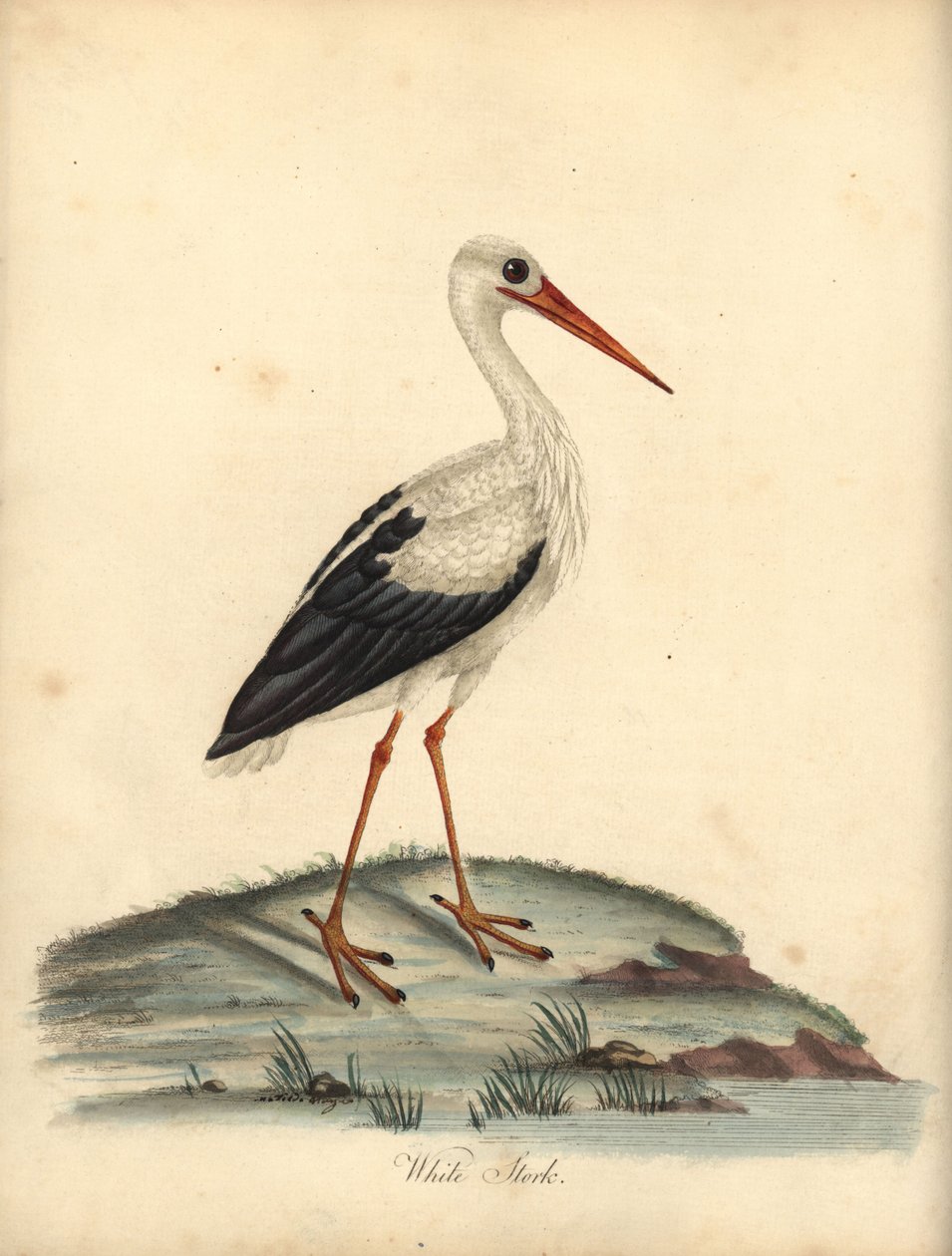 Valkoinen haikara, Ciconia ciconia. (Ardea ciconia) Käsinvärinen kuparikaiverrus William Hayesin ja Matilda Hayesin kuvituksesta William Hayesin Harvinaisten ja uteliaiden lintujen muotokuvista Osterly Parkin eläintarhasta Lontoossa: Bulmer tekijältä William Hayes