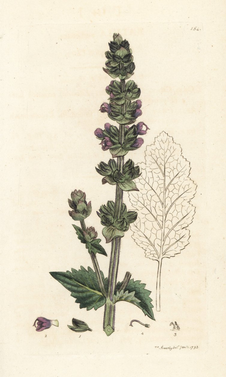 Villi englantilainen clary, Salvia verbenaca. Käsinvärinen kuparikaiverrus James Sowerbyltä James Smith