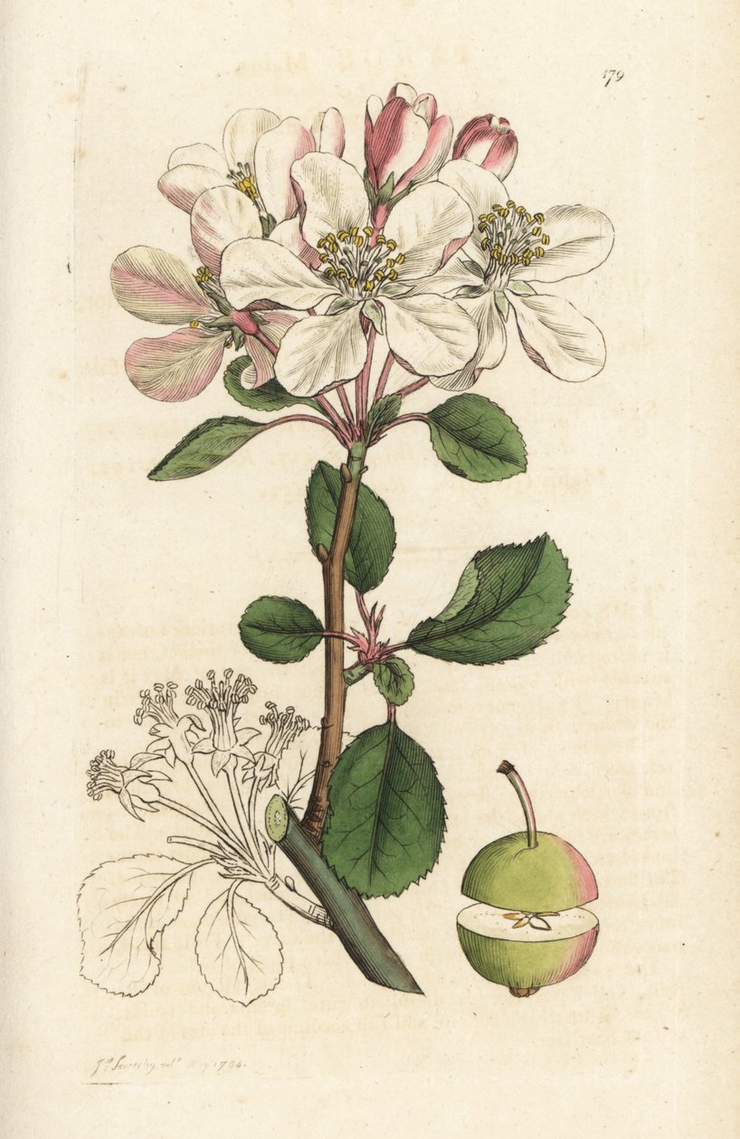 Villi omena tai rapupuu, Malus domestica (Pyrus malus). Käsinvärinen kuparikaiverrus James Sowerbyltä James Smith