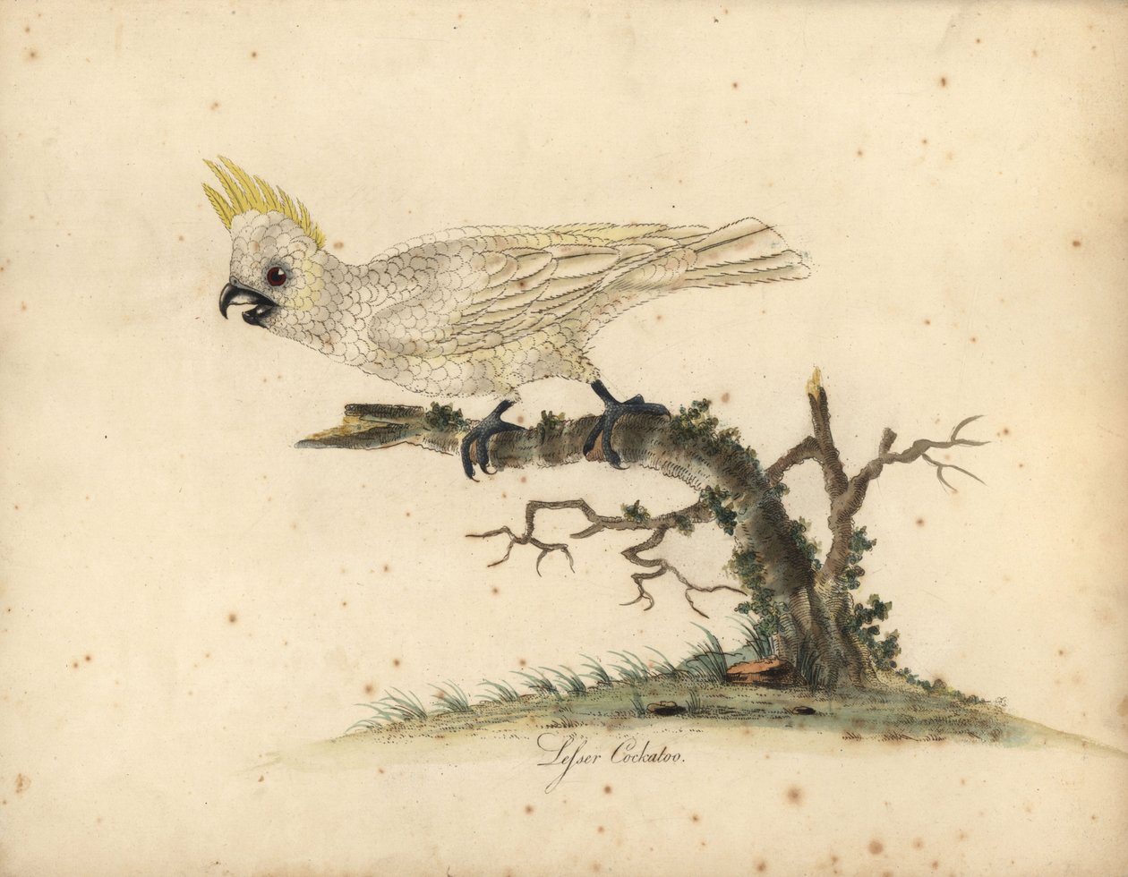 Keltaharjakakadu, Cacatua sulphurea Kriittinen uhanalainen. (Pieni valkoinen kakadu) Käsinvärinen kuparikaiverrus William Hayesin kuvituksesta Harvinaisten ja uteliaiden lintujen muotokuvista Osterly Parkin eläintarhasta. tekijältä William Hayes