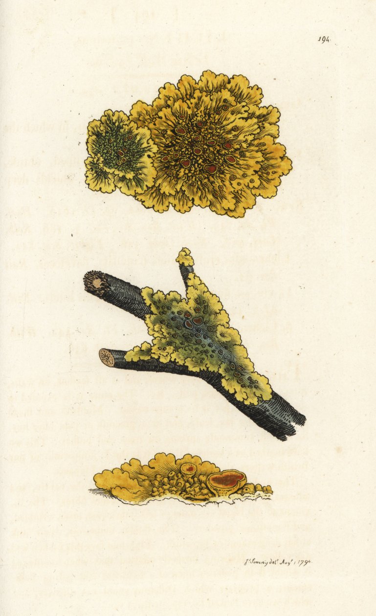 Keltainen seinäjäkälä, Lichen parietinus. Käsinvärinen kuparikaiverrus James Sowerbyltä James Smith
