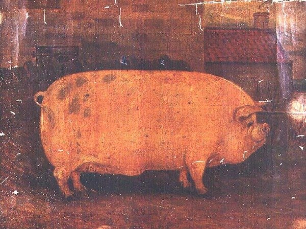 Palkinto Pig Jumbo II tekijältä William Henderson
