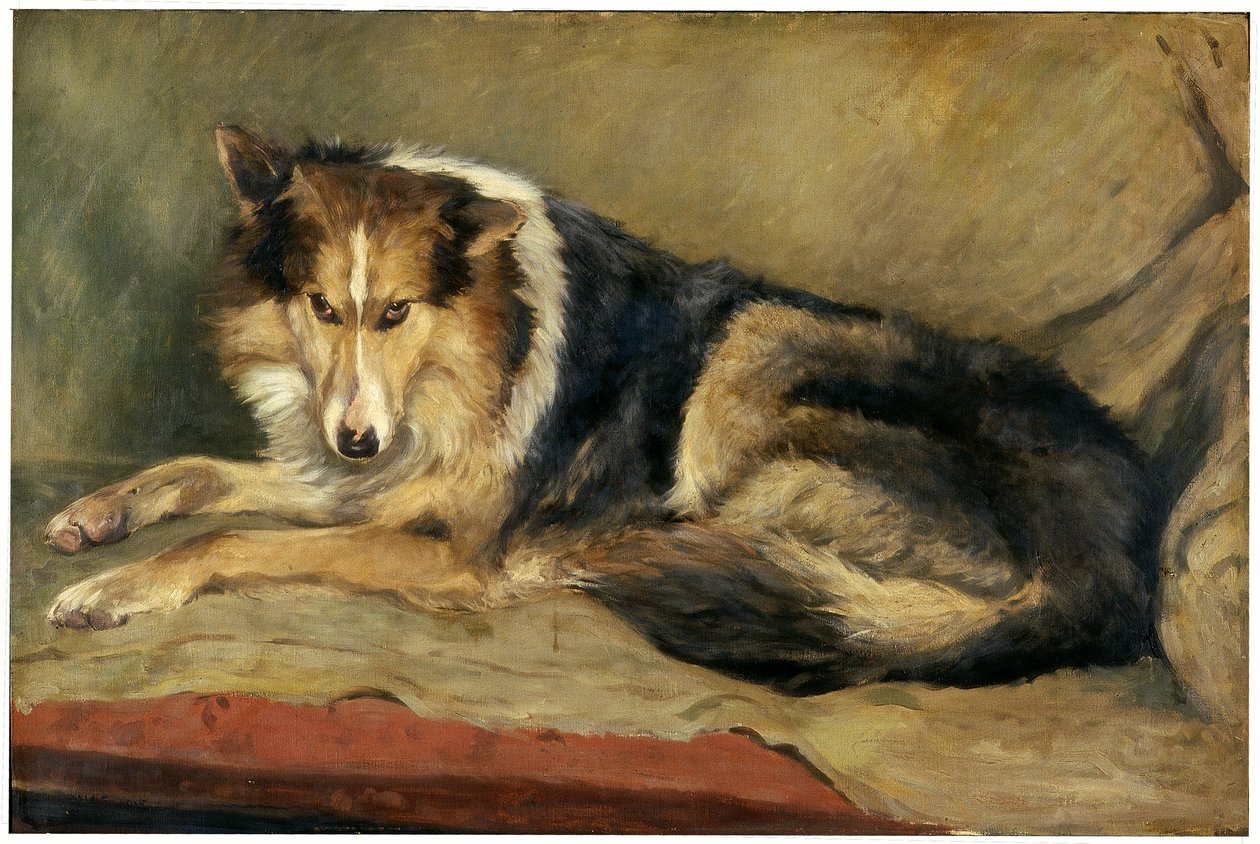 Collie koira tekijältä William Henry Charlton