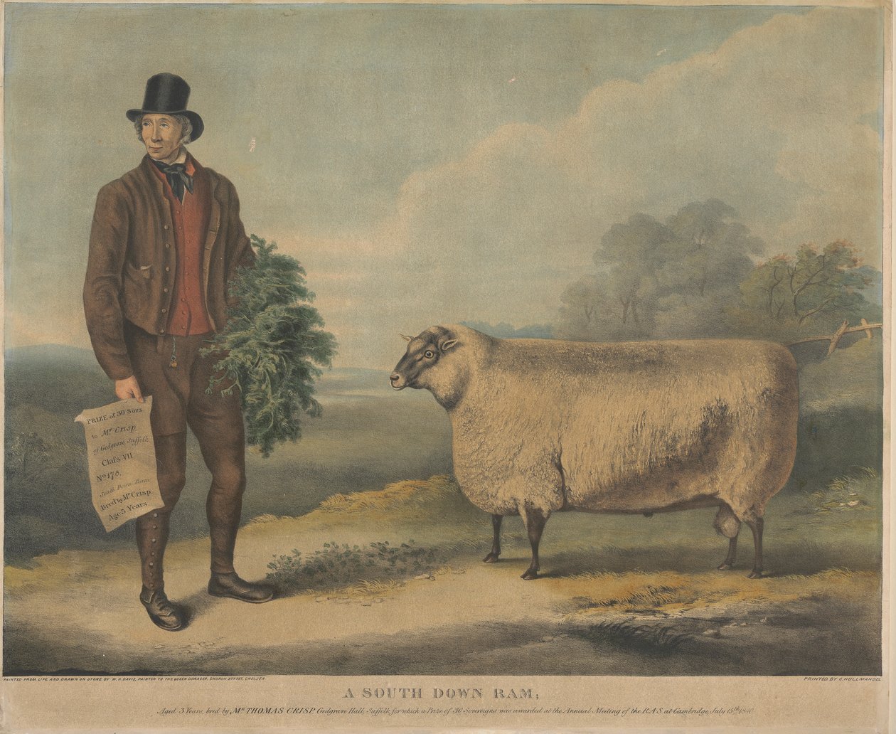 South Down Ram; 3-vuotias, kasvattaja Thomas Crisp, Gedgrave Hall, Suffolk, josta myönnettiin 30 Severeignsin palkinto R.A.S.:n vuosikokouksessa. Cambridgessa 15. heinäkuuta 1840 tekijältä William Henry Davis