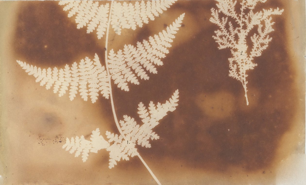 1. Halvaus. 2. Levä, 1839. tekijältä William Henry Fox Talbot