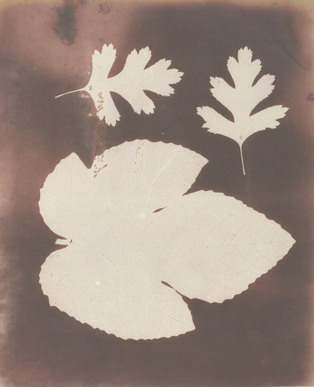 1. Viikunanlehti. 2. White Thorn Leaf, 1839. tekijältä William Henry Fox Talbot