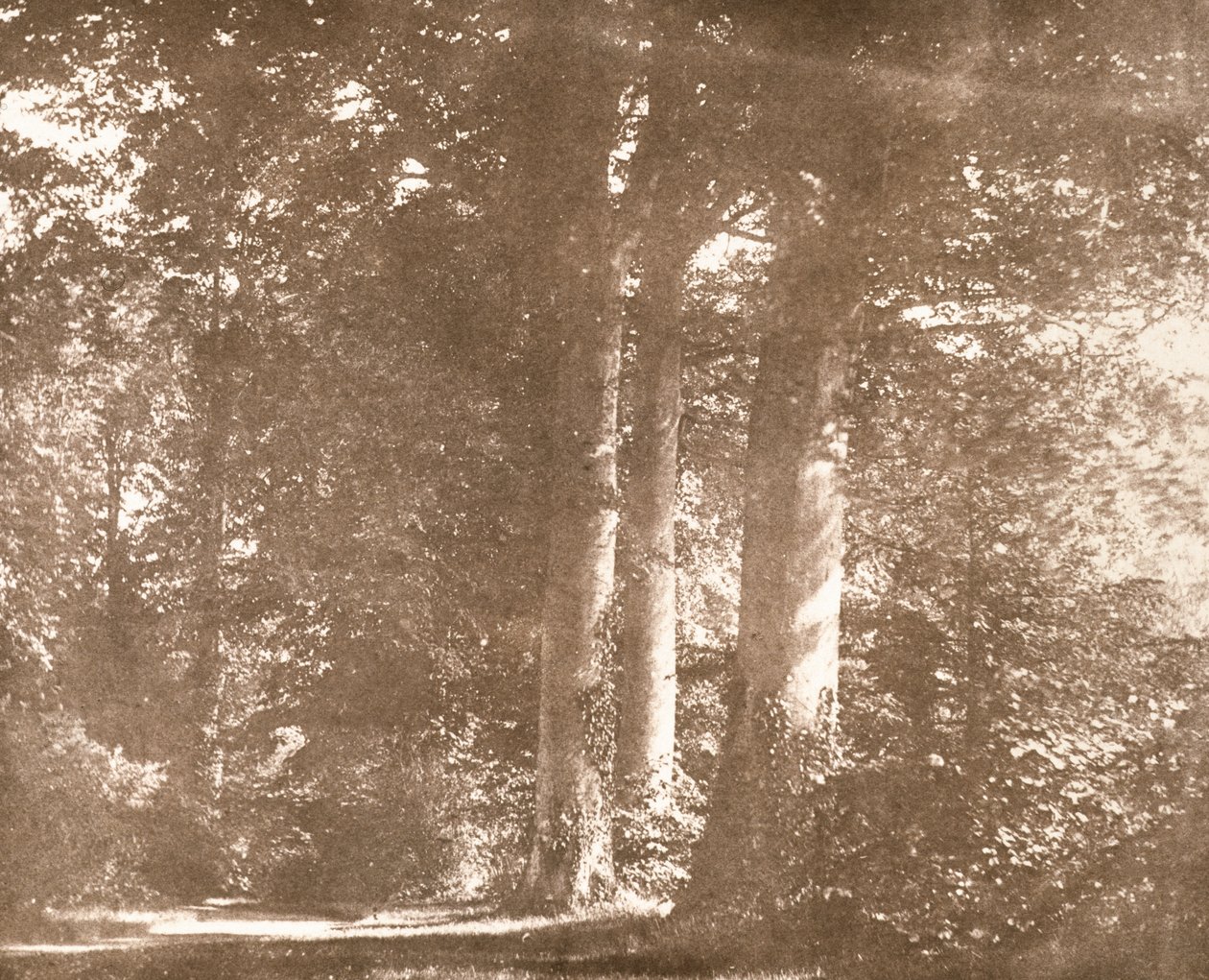Beech Trees, Lacock Abbey, n. 1844 (seepiakuva) tekijältä William Henry Fox Talbot
