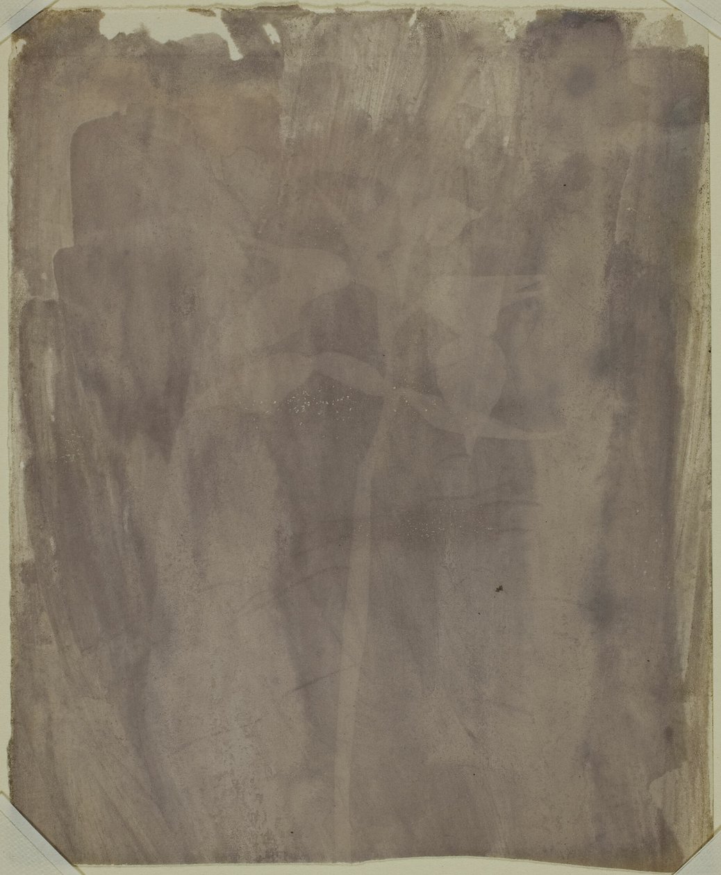 Kasvitieteellinen näyte tekijältä William Henry Fox Talbot