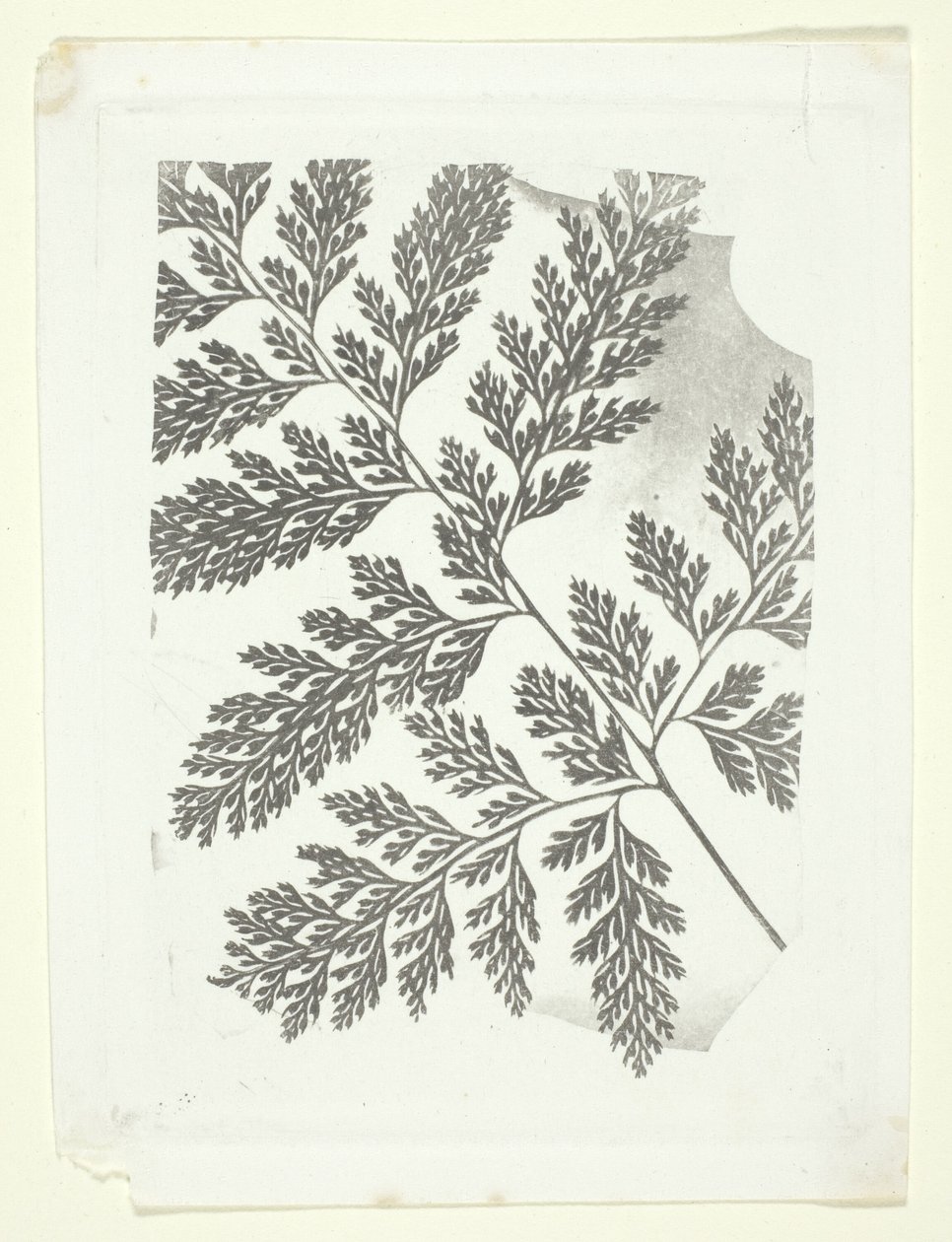 Saniaisen oksa tekijältä William Henry Fox Talbot