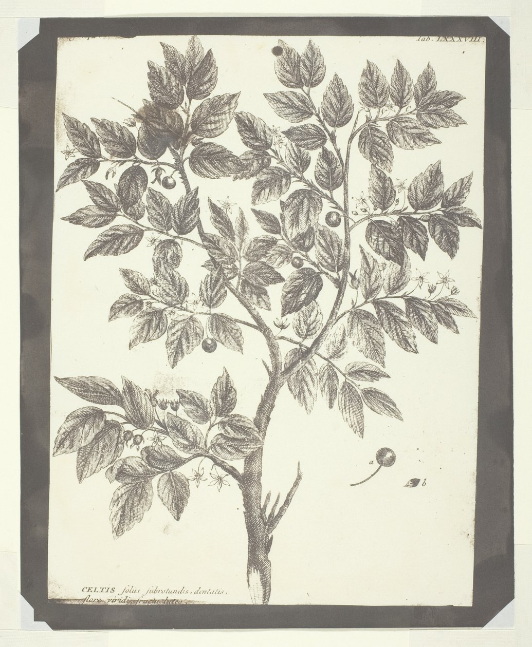Kopio "Celtisin" kasvitieteellisestä kaiverruksesta tekijältä William Henry Fox Talbot