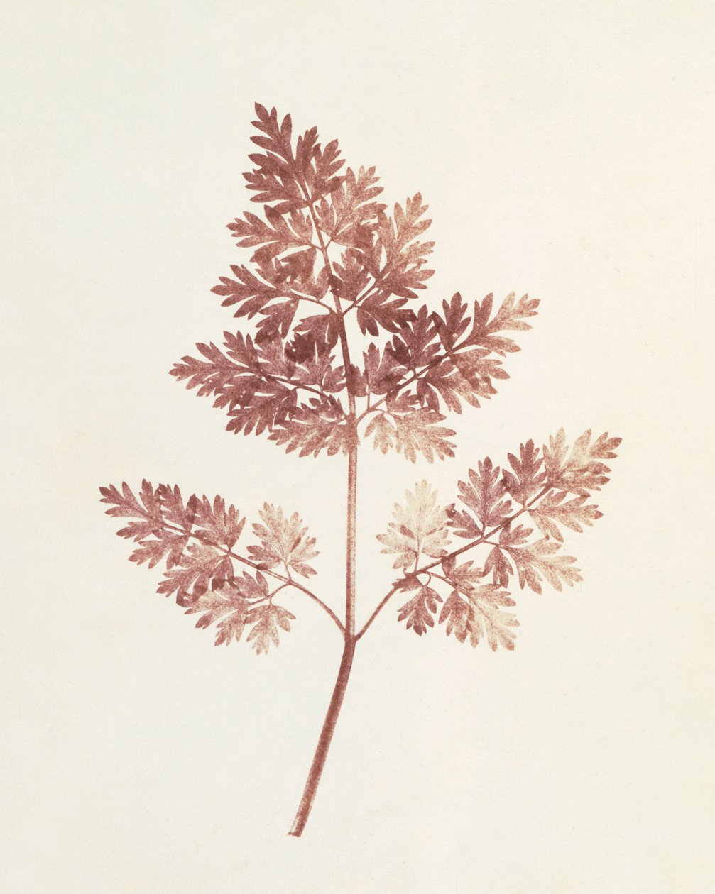 Lehtien lehdet, 1843 tekijältä William Henry Fox Talbot