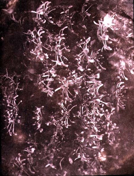 Kuusama, kesäkuu 1840 (seepiakuva) tekijältä William Henry Fox Talbot
