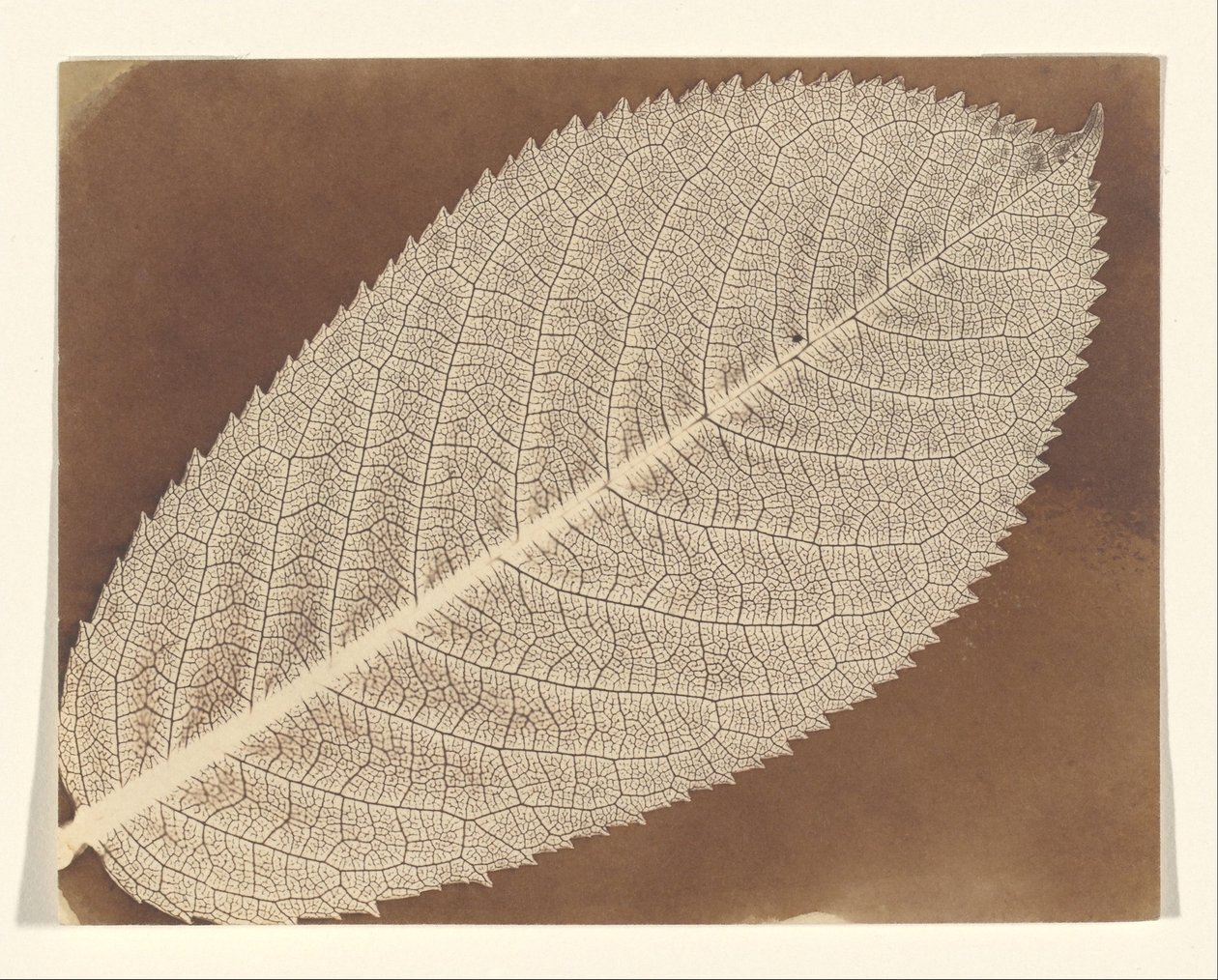 [Lehti] tekijältä William Henry Fox Talbot