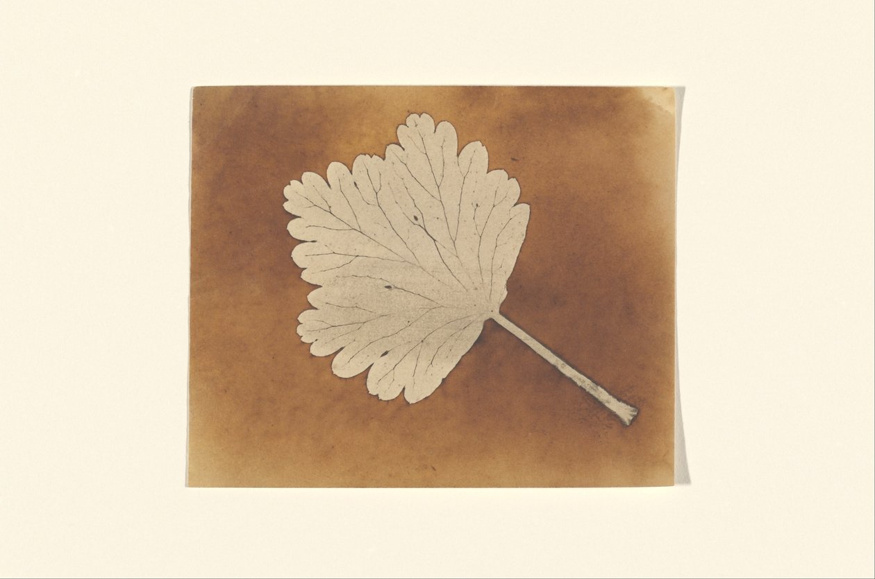 [Blatt] tekijältä William Henry Fox Talbot