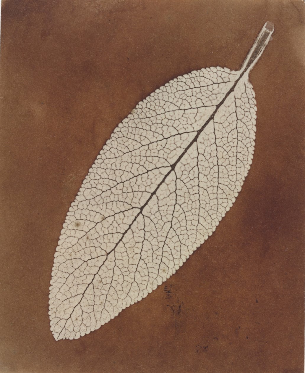 Lehtitutkimus tekijältä William Henry Fox Talbot
