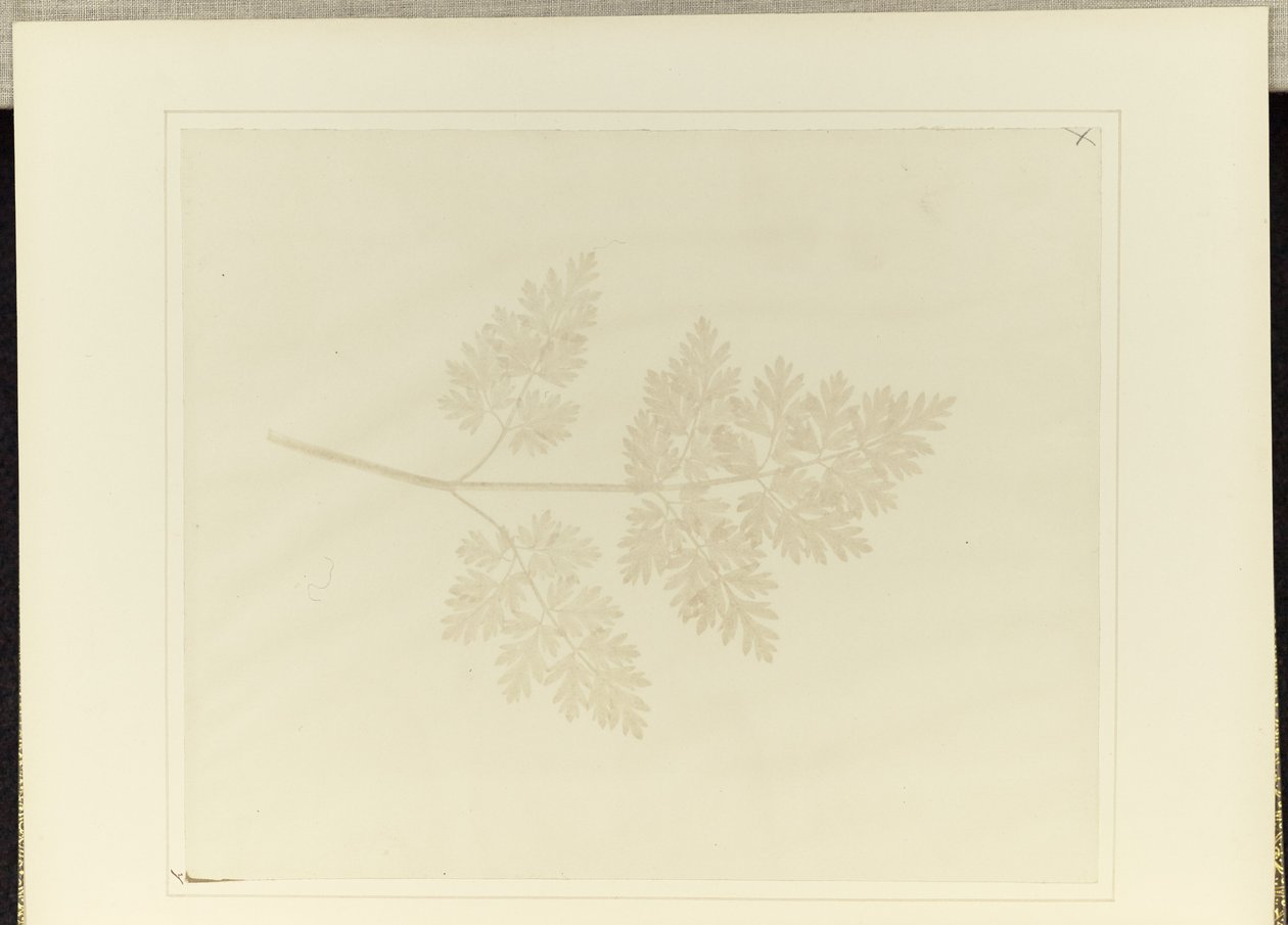 Kasvin lehti tekijältä William Henry Fox Talbot