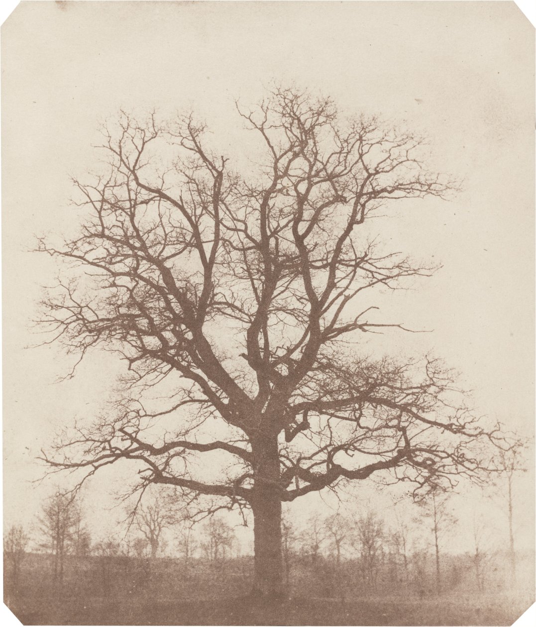 Tammi tekijältä William Henry Fox Talbot