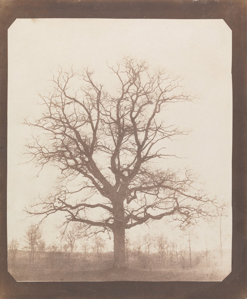Tammi talvella tekijältä William Henry Fox Talbot