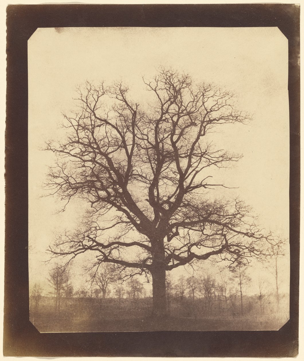 Tammi talvella tekijältä William Henry Fox Talbot